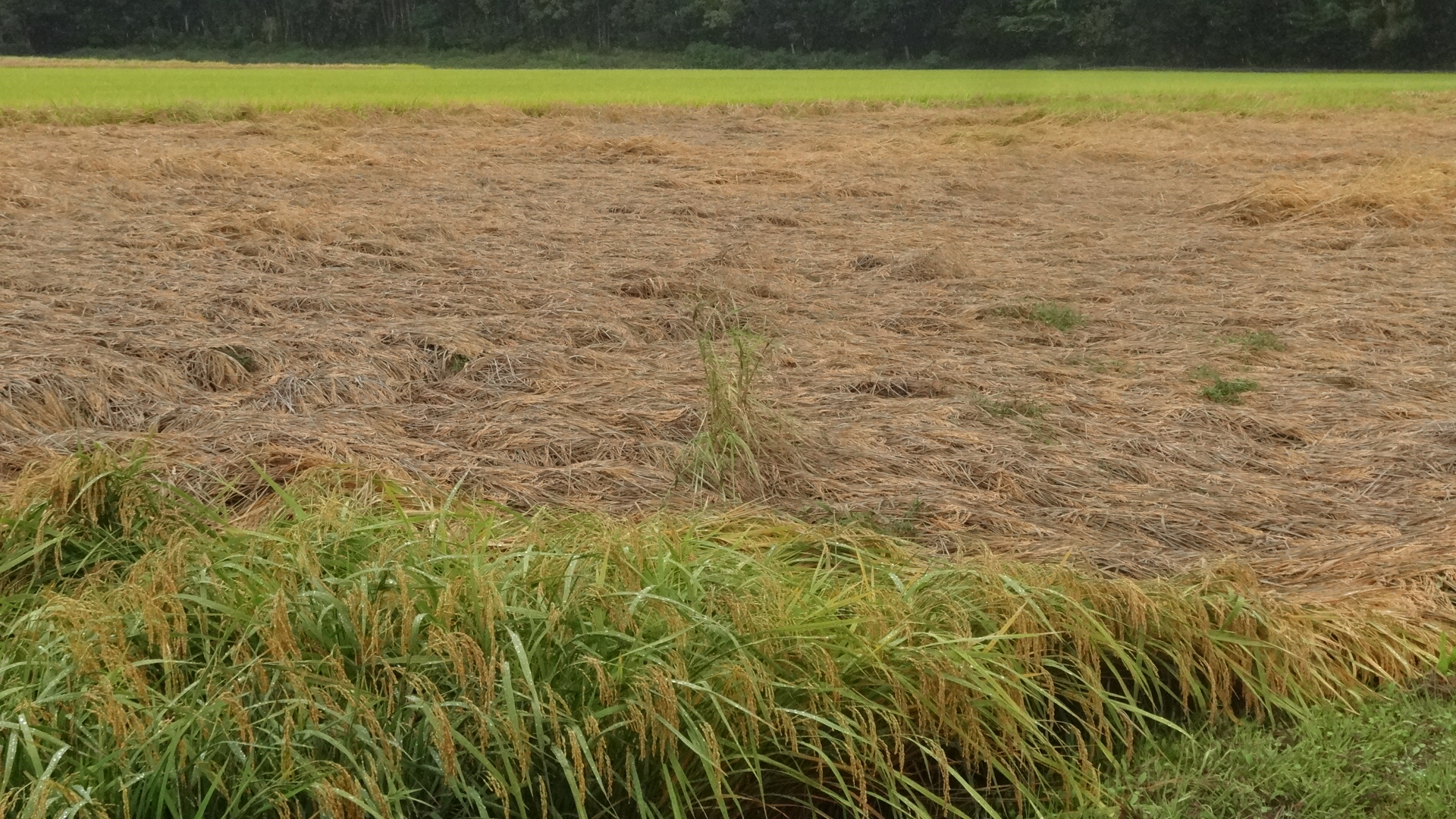 収穫前の稲がウンカにやられ無残な姿に。